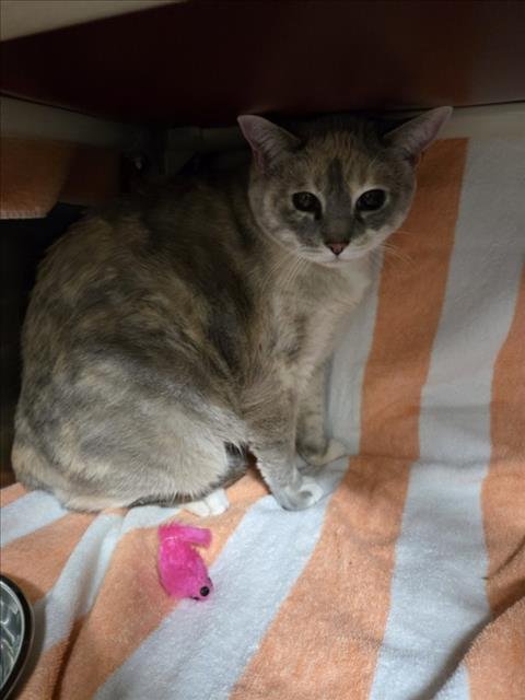 SNOW WHITE - Domestic Short Hair available for adoption