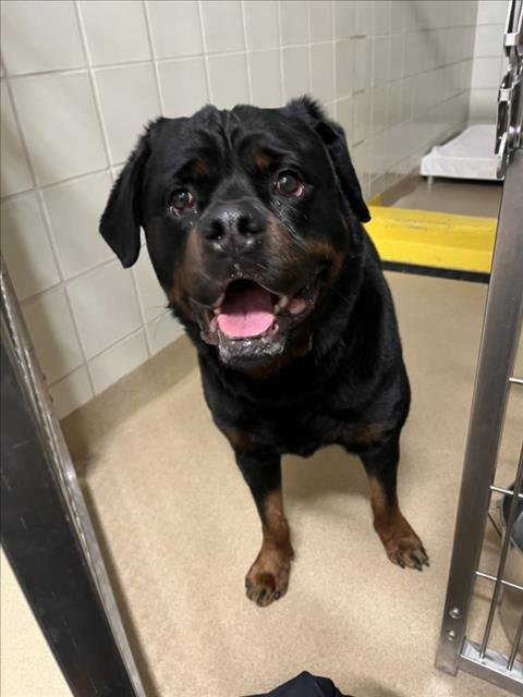*ROOT BEER - Rottweiler available for adoption