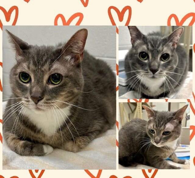 SQUISHMILO - Domestic Short Hair available for adoption