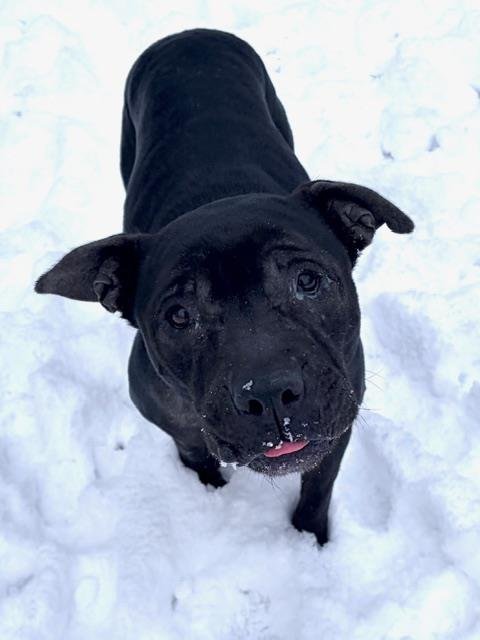 PRECIOUS - American Pit Bull Terrier available for adoption