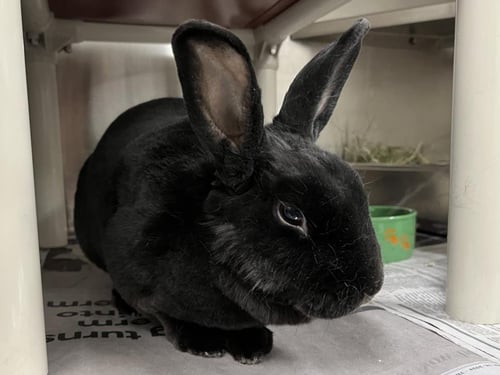 *BRODY - Shorthaired Rabbit available for adoption
