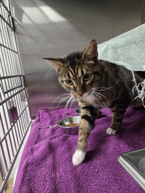 *YOSHI - Domestic Short Hair available for adoption