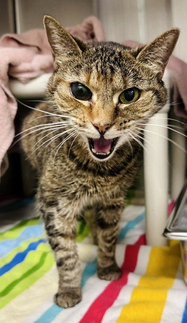 *GOLDIE - Domestic Short Hair available for adoption