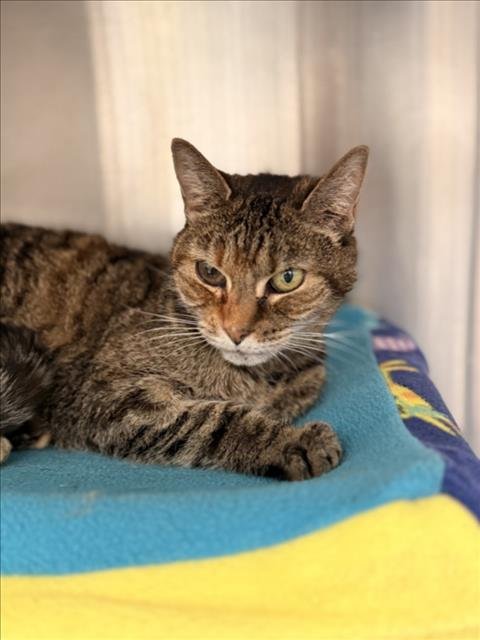 *GOLDIE - Domestic Short Hair for adoption in Rockville
