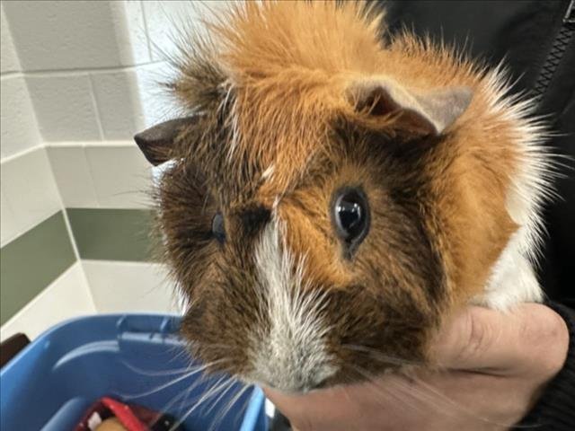 *JUST LARRY - Guinea Pig available for adoption