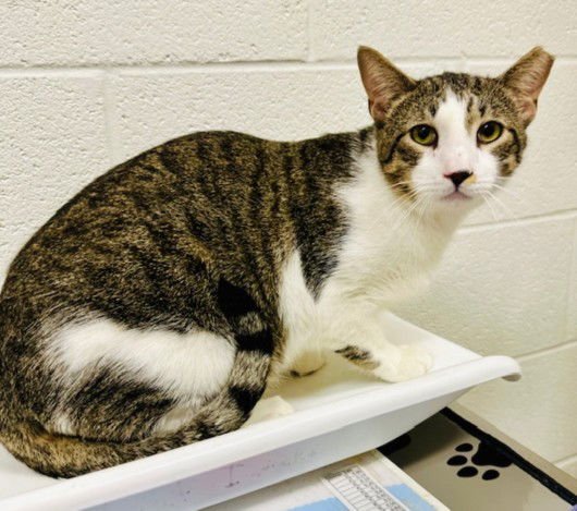 CHONKY - Domestic Short Hair available for adoption