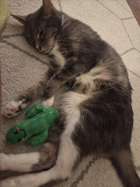 THUNDER CAT - Domestic Short Hair available for adoption