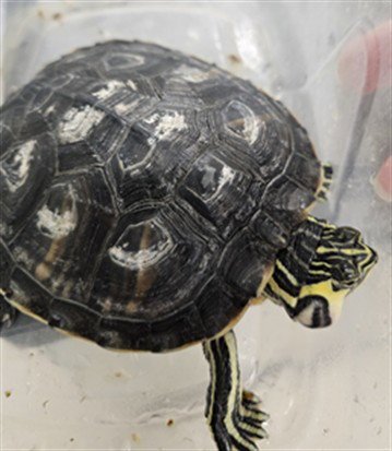 SUNNY - Turtle available for adoption
