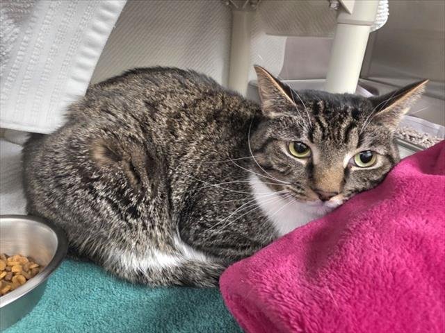 BANDIT - American Shorthair available for adoption