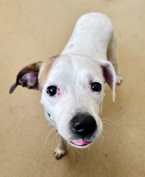 LUCY - American Bulldog / Beagle available for adoption