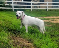 LUCY - Photo 1