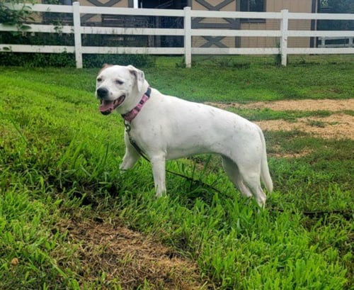 LUCY - American Bulldog / Beagle available for adoption