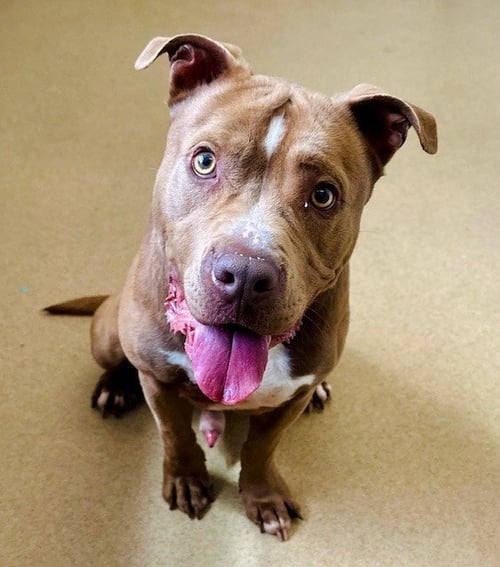 NINO - American Pit Bull Terrier for adoption in Rockville