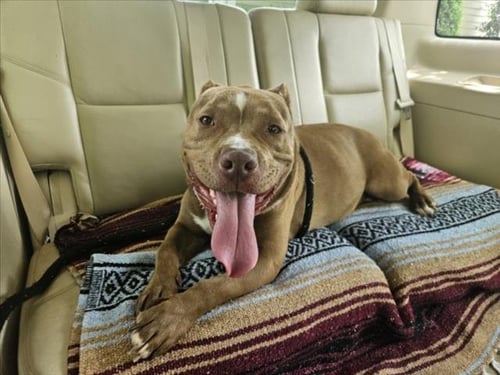 NINO - American Pit Bull Terrier available for adoption