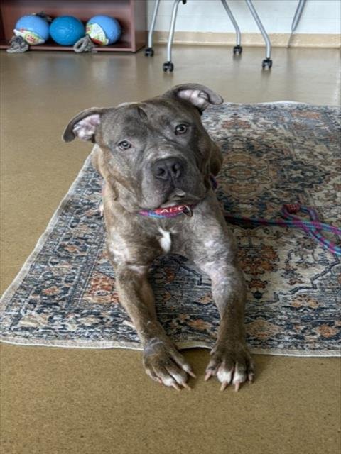 SASKE - American Pit Bull Terrier available for adoption