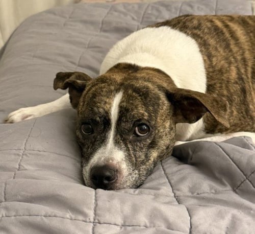 BLITZEN - American Pit Bull Terrier available for adoption