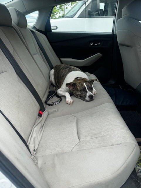 BLITZEN - American Pit Bull Terrier available for adoption