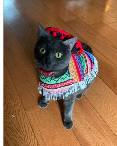 SNOOPY - Domestic Short Hair available for adoption