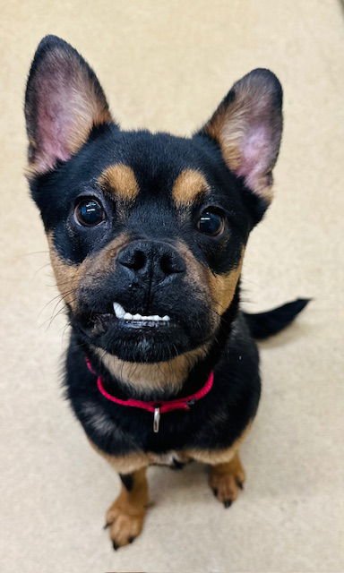 PANCHO - Australian Kelpie / Boxer available for adoption