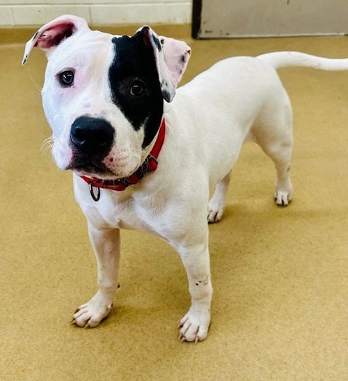 *FARLEY - American Pit Bull Terrier available for adoption