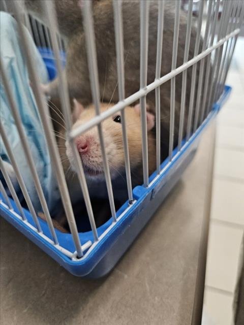 *BRISBY - Rat available for adoption