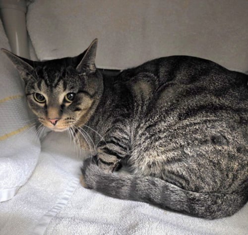 *ROMAN - Domestic Short Hair available for adoption