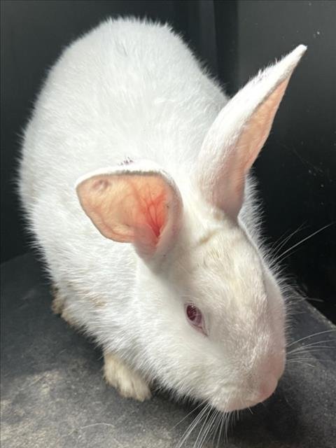 *HIPPITY HOPP - Florida White available for adoption