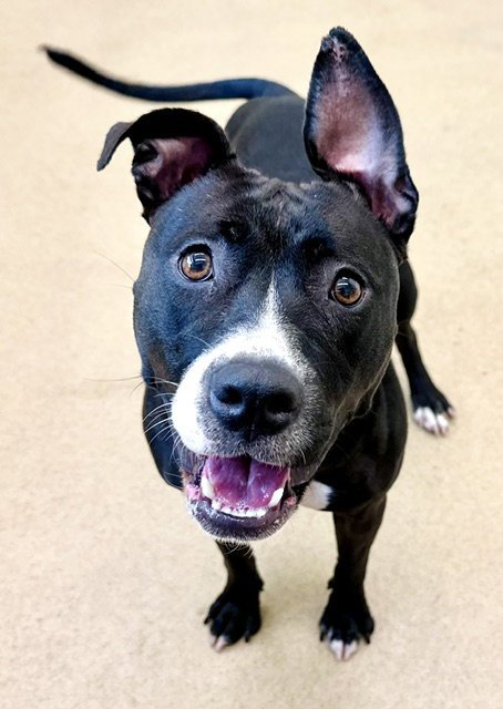 *ALEXA - American Pit Bull Terrier available for adoption