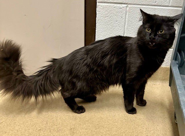 *NIRVANA - Domestic Long Hair available for adoption