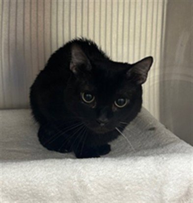 *BUBBY - Domestic Short Hair available for adoption