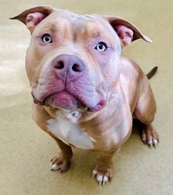 RED - American Pit Bull Terrier available for adoption