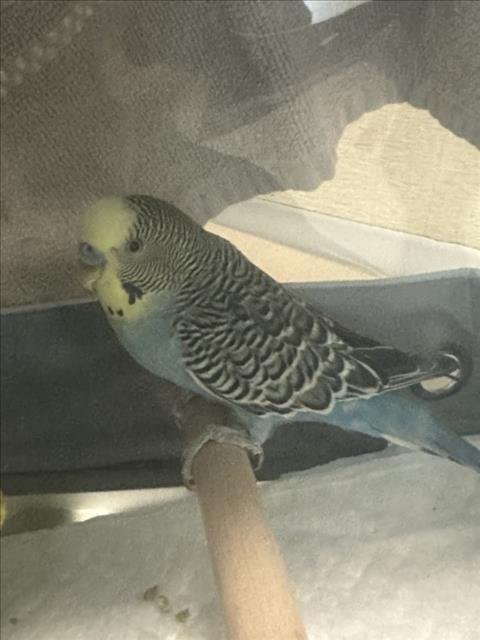 ELVIS - Parakeet - Other available for adoption