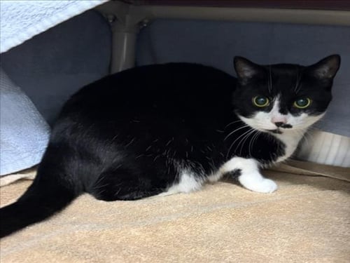 *MARGARITA - Domestic Short Hair available for adoption