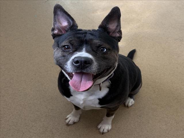 *PINWHEEL - Siberian Husky available for adoption