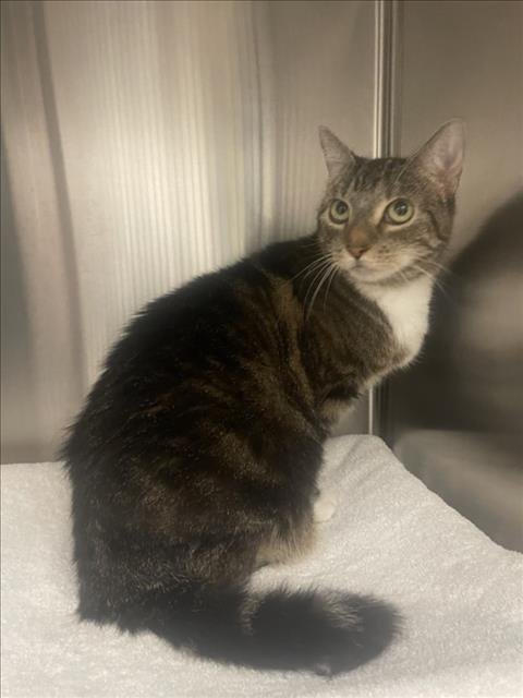 *FRANCISCA - Domestic Short Hair available for adoption