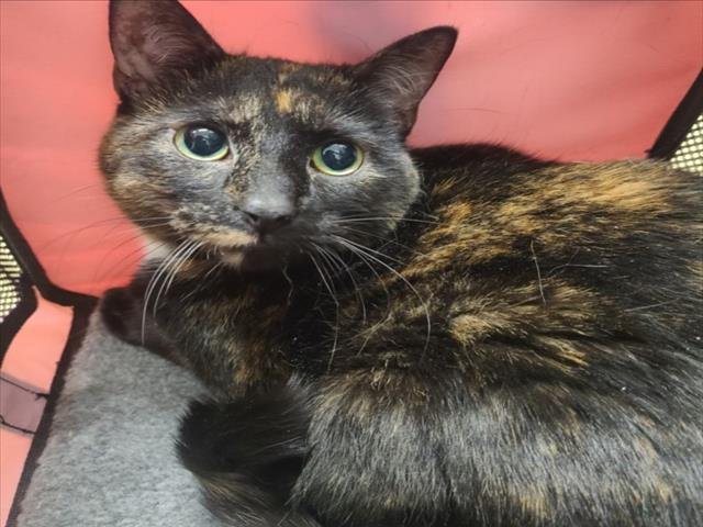 MISS DEMEANOR - Domestic Short Hair available for adoption