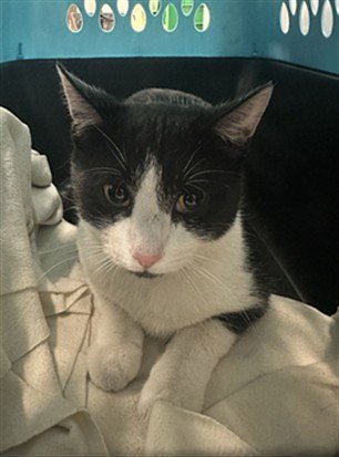 *AGENT PHILLIPE - Domestic Short Hair available for adoption