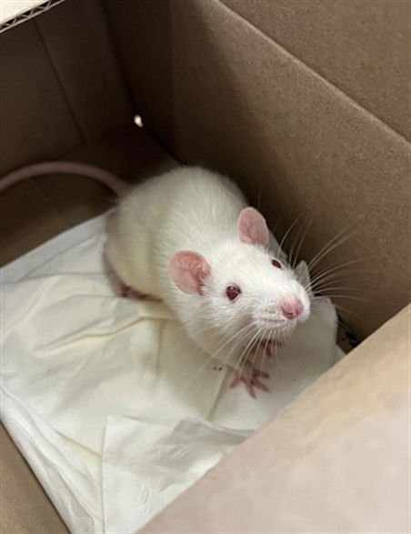 *RATATOUILLE - Rat available for adoption