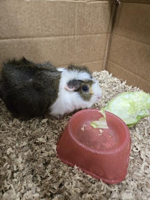 *ROMAINE - Guinea Pig available for adoption