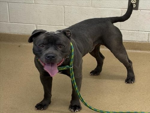 CASH - American Pit Bull Terrier available for adoption