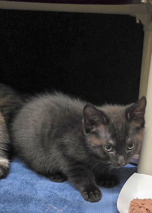 *ROBERT LEE - Domestic Short Hair available for adoption