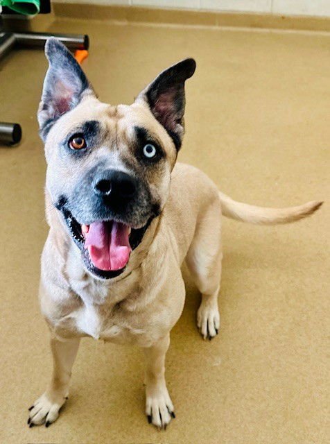 *SAKURA - German Shepherd Dog / Siberian Husky available for adoption