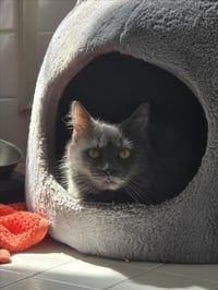 SMOKEY - Photo 1