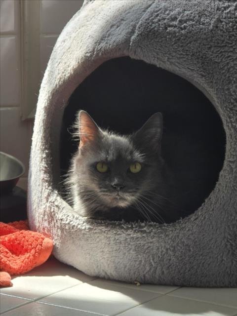 SMOKEY - Domestic Medium Hair available for adoption