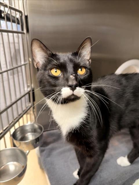 *CHESTER - Domestic Short Hair for adoption in Rockville