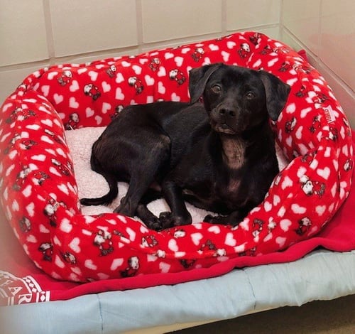 SHADOW - Manchester Terrier available for adoption