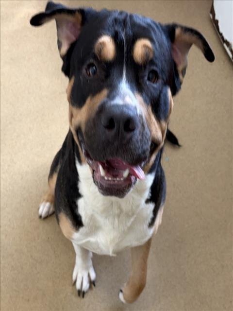 BIG BOSS - Mastiff available for adoption