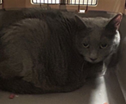 HALEY - Domestic Short Hair available for adoption