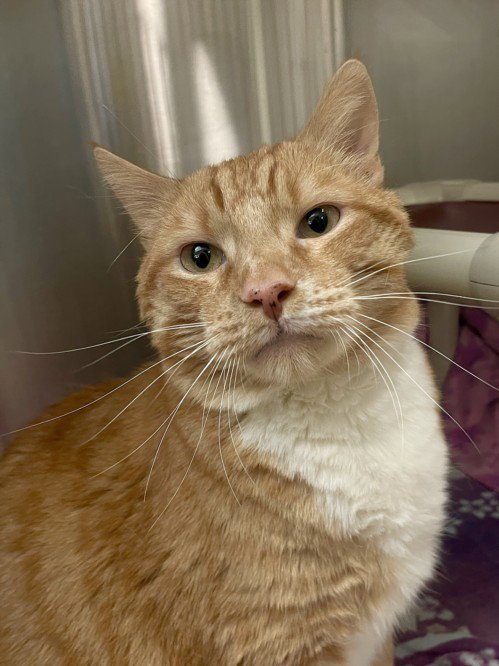 TICKLES - Domestic Short Hair available for adoption