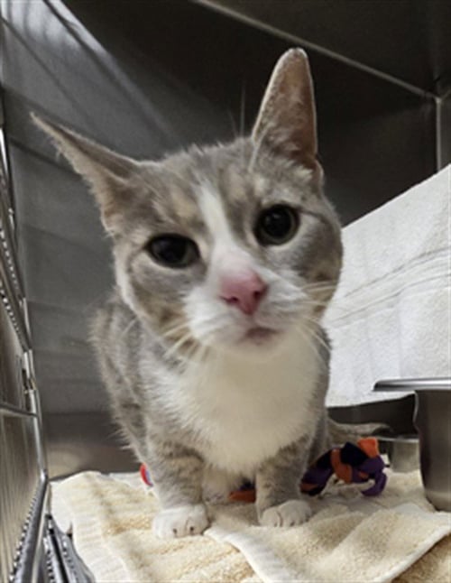 ELISE - Domestic Short Hair available for adoption